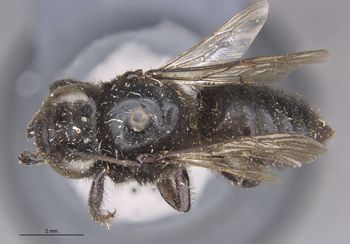 Media type: image;   Entomology 16205 Aspect: habitus dorsal view